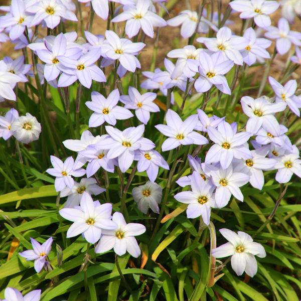 Tritelia Spring Star Light Blue