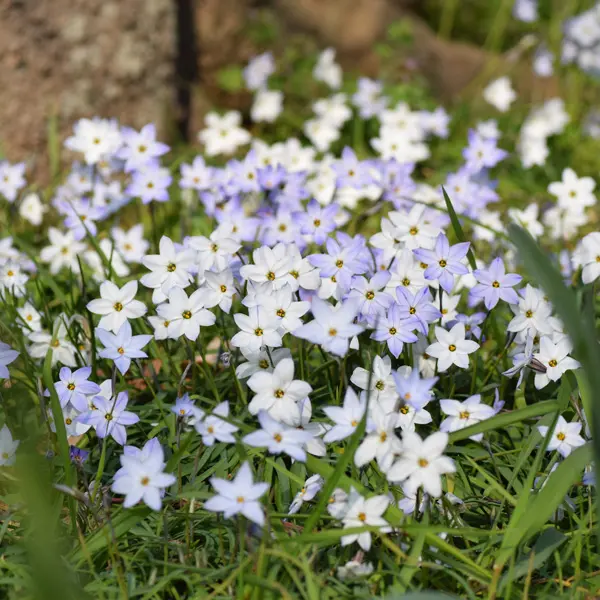 Tritelia Spring Star Mixed