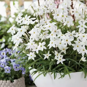 Solomons Seal Growing Guide Spring Star White 17 - Garden Express Australia