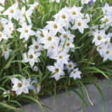 Tritelia Spring Star White