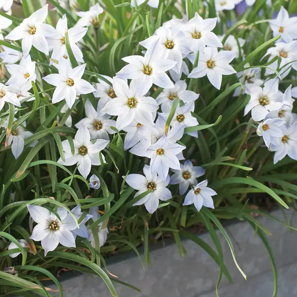 Tritelia Spring Star White Tritelia Spring Star White