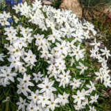 Tritelia Spring Star White