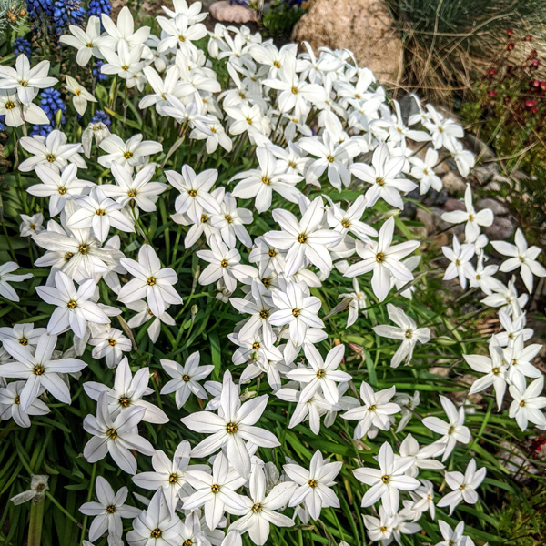 Tritelia Spring Star White