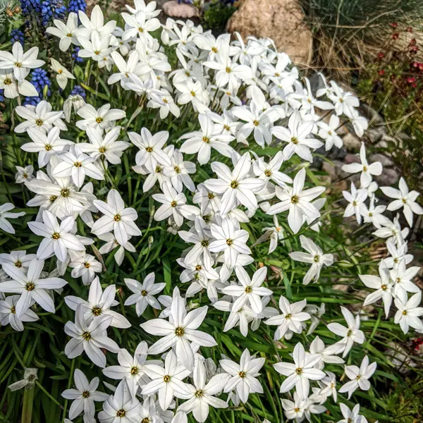 Tritelia Spring Star White Tritelia Spring Star White