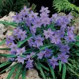 Tritelia Spring Star Dark Blue Tritelia Spring Star Dark Blue