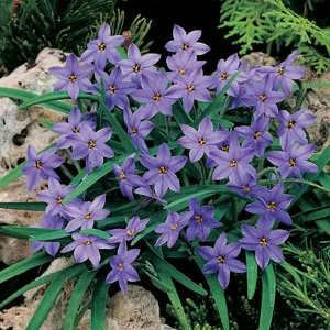 Solomons Seal Growing Guide Spring Star Dark Blue Pksstdbl 2018 - Garden Express Australia