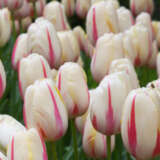 Tulip Camargue 4 Pktulcam 2026 - Garden Express Australia