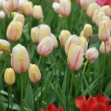 Tulip Camargue Tulip Camargue