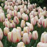 Tulip Camargue 17 - Garden Express Australia