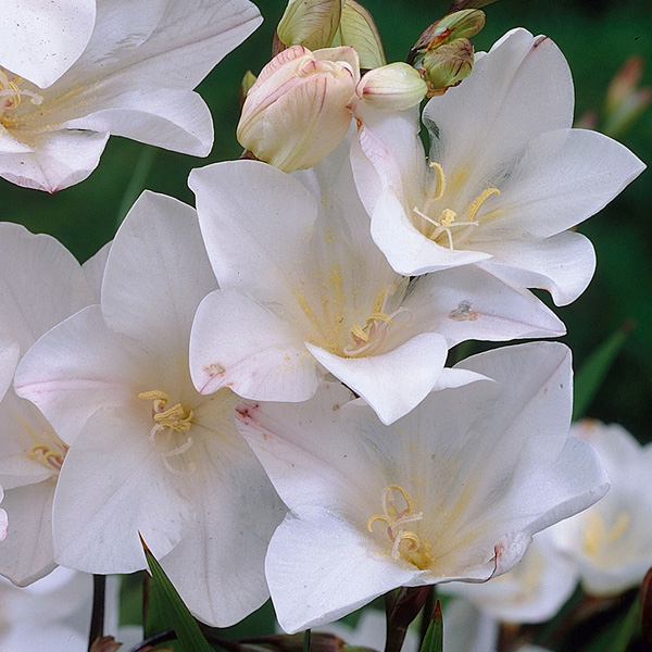 Tritonia Cream Tritonia Cream