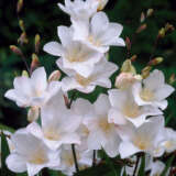 Tritonia Cream Pktricre 2026 - Garden Express Australia