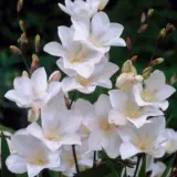 Tritonia Cream Pktricre 2026 - Garden Express Australia