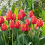 Tulip Ad Rem Tulip Ad Rem