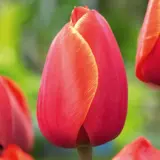 Tulip Ad Rem Tulip Ad Rem