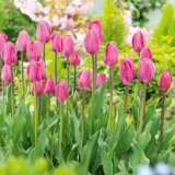 Tulip Barcelona Tulip Barcelona