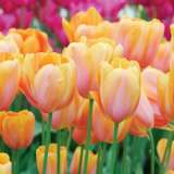 Page 50-51 Single Late Tulips