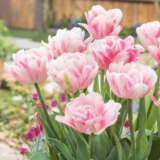 Tulip Foxtrot Pktulfox 2026 - Garden Express Australia