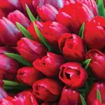 Best Gardening Gifts For Her Tulip Ile De France 17 - Garden Express Australia