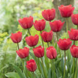 Tulip Ile De France Pktulidf 2026 - Garden Express Australia