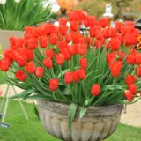 Tulip Kingsblood Tulip Kingsblood