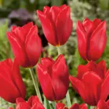 Tulip Kingsblood 3 Pktulkin 2026 - Garden Express Australia