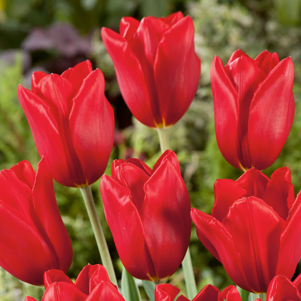 Tulip Kingsblood
