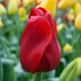Tulip Kingsblood Tulip Kingsblood