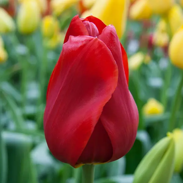 Tulip Kingsblood Tulip Kingsblood