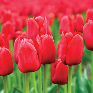 Tulip Kingsblood 17 - Garden Express Australia