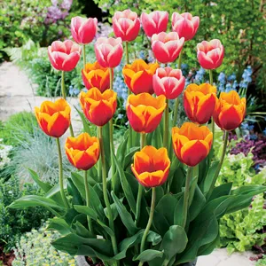 Tulip Margined Blend Tulip Margined Blend