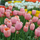 Tulip Menton Tulip Menton