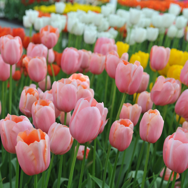 Tulip Menton Tulip Menton