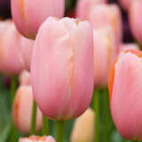 Tulip Menton Tulip Menton