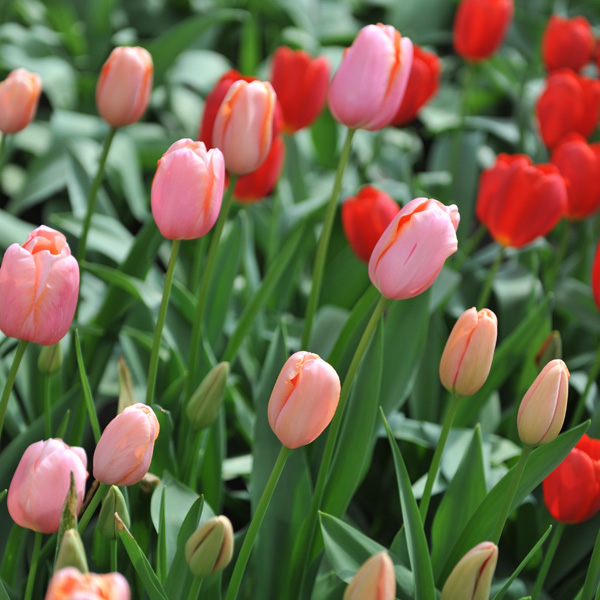 Tulip Menton Tulip Menton