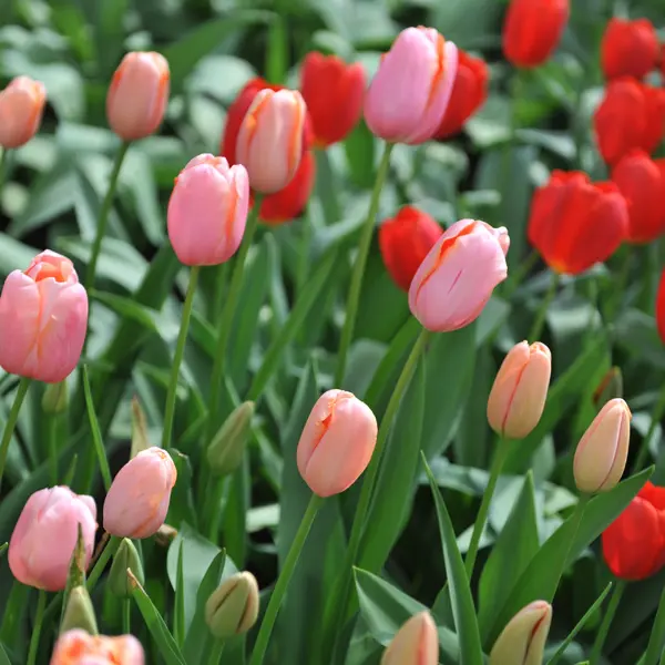 Tulip Menton Tulip Menton