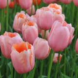 Tulip Menton Pktulmen 2026 - Garden Express Australia