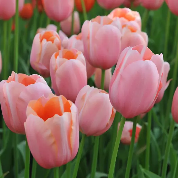 Tulip Menton Tulip Menton