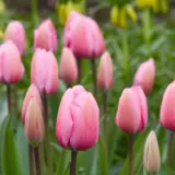 Tulip Pink Impression Tulip Pink Impression