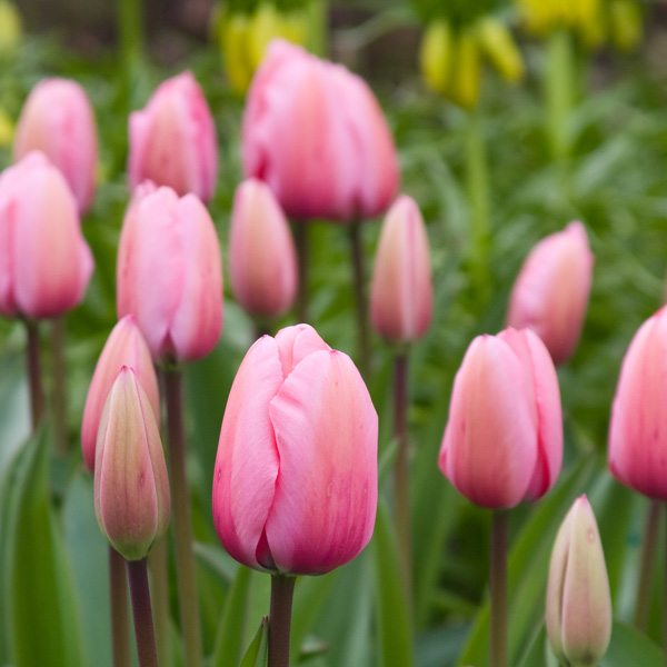 Tulip Pink Impression