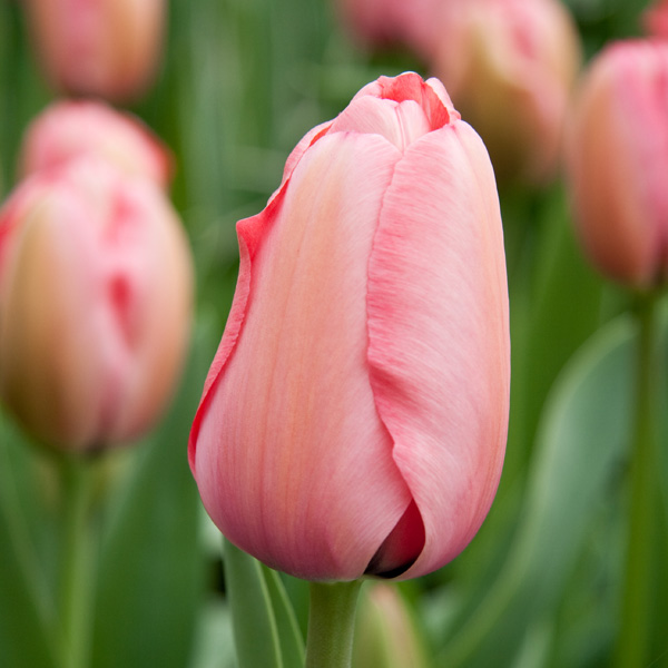 Tulip Pink Impression
