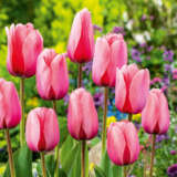 Tulip Pink Impression 4 Pktulpim 2026 - Garden Express Australia