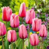 Tulip Pink Impression 4 Pktulpim 2026 - Garden Express Australia