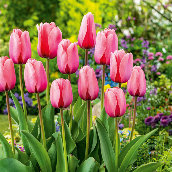 Tulip Pink Impression