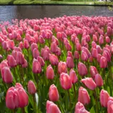 Tulip Pink Impression Tulip Pink Impression