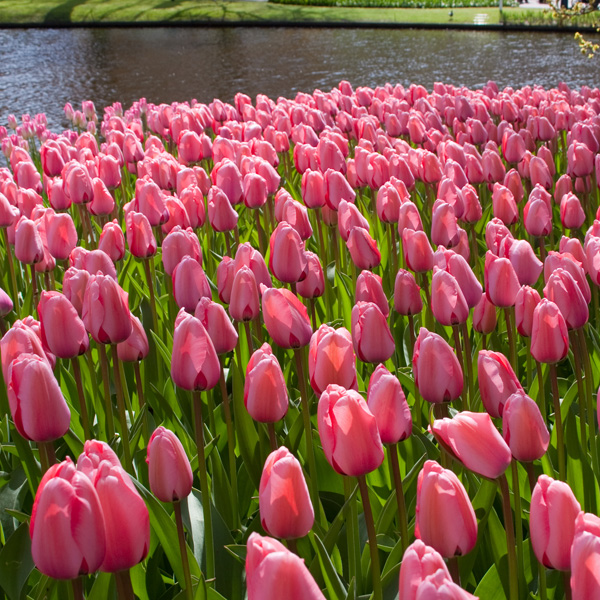 Tulip Pink Impression