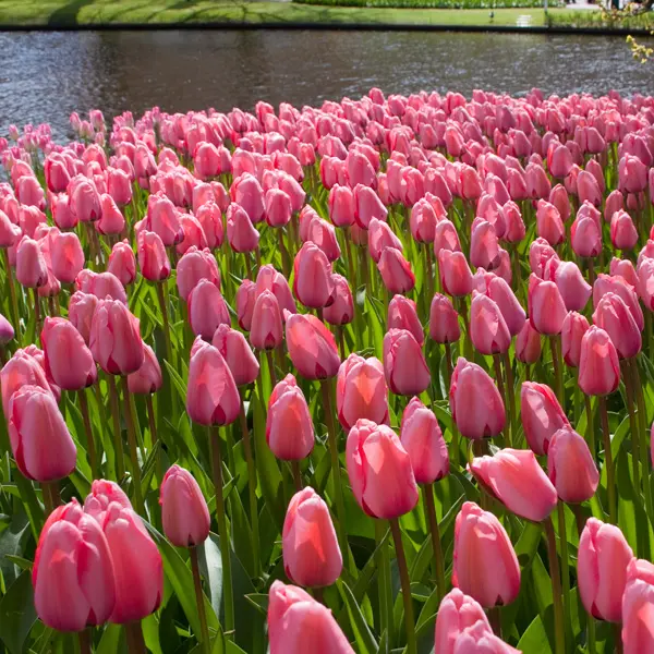 Tulip Pink Impression Tulip Pink Impression