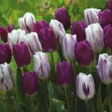 Tulip Purple And Flaming Flag Pktulpff 2017 - Garden Express Australia