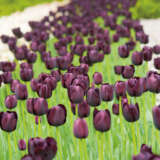 Tulip Queen Of The Night Tulip Queen Of The Night