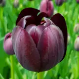 Tulip Queen Of The Night Tulip Queen Of The Night