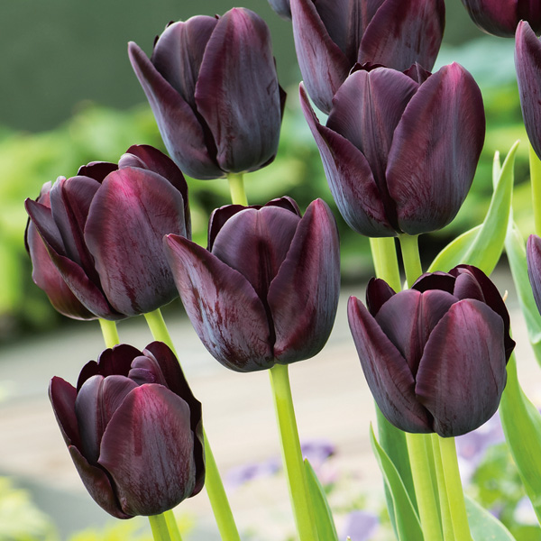 Tulip Queen Of The Night Tulip Queen Of The Night